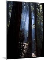 Redwood Forest, Ventana, Big Sur, California, United States of America, North America-Ethel Davies-Mounted Photographic Print