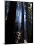 Redwood Forest, Ventana, Big Sur, California, United States of America, North America-Ethel Davies-Mounted Photographic Print