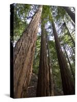 Redwood Forest, Ventana, Big Sur, California, United States of America, North America-Ethel Davies-Stretched Canvas