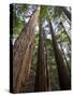 Redwood Forest, Ventana, Big Sur, California, United States of America, North America-Ethel Davies-Stretched Canvas