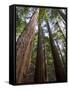 Redwood Forest, Ventana, Big Sur, California, United States of America, North America-Ethel Davies-Framed Stretched Canvas