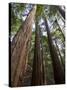 Redwood Forest, Ventana, Big Sur, California, United States of America, North America-Ethel Davies-Stretched Canvas