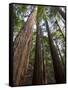 Redwood Forest, Ventana, Big Sur, California, United States of America, North America-Ethel Davies-Framed Stretched Canvas