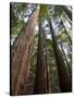 Redwood Forest, Ventana, Big Sur, California, United States of America, North America-Ethel Davies-Stretched Canvas