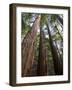 Redwood Forest, Ventana, Big Sur, California, United States of America, North America-Ethel Davies-Framed Photographic Print