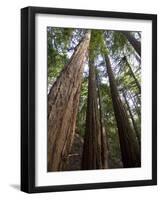 Redwood Forest, Ventana, Big Sur, California, United States of America, North America-Ethel Davies-Framed Photographic Print