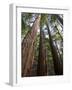 Redwood Forest, Ventana, Big Sur, California, United States of America, North America-Ethel Davies-Framed Photographic Print