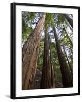 Redwood Forest, Ventana, Big Sur, California, United States of America, North America-Ethel Davies-Framed Photographic Print