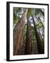 Redwood Forest, Ventana, Big Sur, California, United States of America, North America-Ethel Davies-Framed Photographic Print