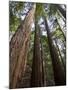 Redwood Forest, Ventana, Big Sur, California, United States of America, North America-Ethel Davies-Mounted Photographic Print