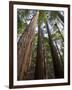 Redwood Forest, Ventana, Big Sur, California, United States of America, North America-Ethel Davies-Framed Photographic Print