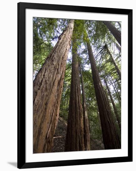 Redwood Forest, Ventana, Big Sur, California, United States of America, North America-Ethel Davies-Framed Photographic Print