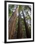 Redwood Forest, Ventana, Big Sur, California, United States of America, North America-Ethel Davies-Framed Photographic Print