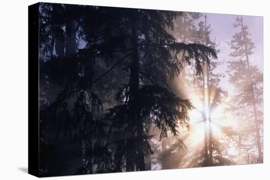 Redwood Forest with Early Morning Fog-Paul Souders-Stretched Canvas