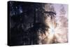 Redwood Forest with Early Morning Fog-Paul Souders-Stretched Canvas