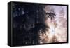 Redwood Forest with Early Morning Fog-Paul Souders-Framed Stretched Canvas