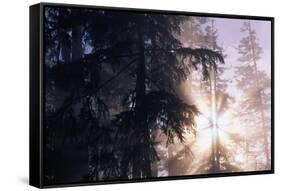 Redwood Forest with Early Morning Fog-Paul Souders-Framed Stretched Canvas