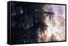 Redwood Forest with Early Morning Fog-Paul Souders-Framed Stretched Canvas