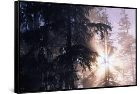 Redwood Forest with Early Morning Fog-Paul Souders-Framed Stretched Canvas