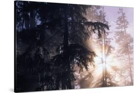 Redwood Forest with Early Morning Fog-Paul Souders-Stretched Canvas