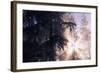 Redwood Forest with Early Morning Fog-Paul Souders-Framed Photographic Print