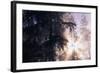 Redwood Forest with Early Morning Fog-Paul Souders-Framed Photographic Print