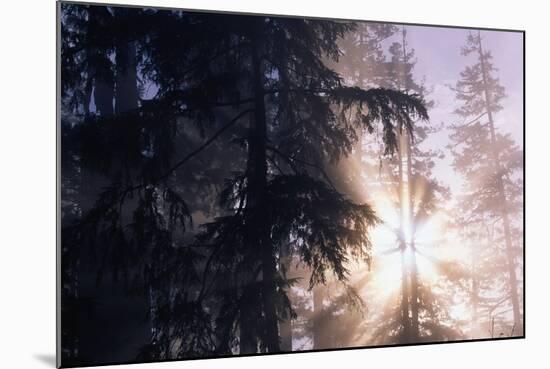 Redwood Forest with Early Morning Fog-Paul Souders-Mounted Photographic Print