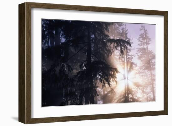 Redwood Forest with Early Morning Fog-Paul Souders-Framed Photographic Print