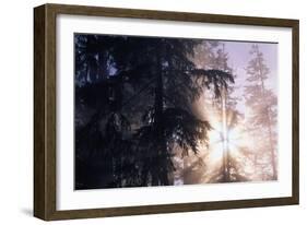 Redwood Forest with Early Morning Fog-Paul Souders-Framed Photographic Print