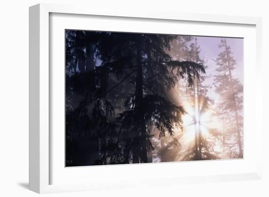 Redwood Forest with Early Morning Fog-Paul Souders-Framed Photographic Print