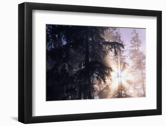 Redwood Forest with Early Morning Fog-Paul Souders-Framed Photographic Print