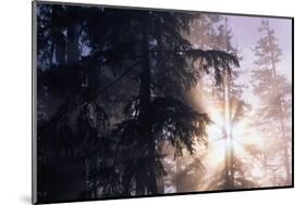 Redwood Forest with Early Morning Fog-Paul Souders-Mounted Photographic Print