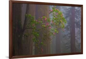 Redwood Forest-Lantern Press-Framed Art Print