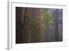 Redwood Forest-Lantern Press-Framed Art Print