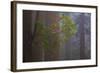 Redwood Forest-Lantern Press-Framed Art Print