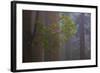 Redwood Forest-Lantern Press-Framed Art Print