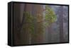 Redwood Forest-Lantern Press-Framed Stretched Canvas