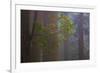 Redwood Forest-Lantern Press-Framed Premium Giclee Print