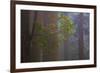 Redwood Forest-Lantern Press-Framed Premium Giclee Print