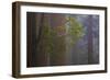 Redwood Forest-Lantern Press-Framed Premium Giclee Print