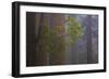Redwood Forest-Lantern Press-Framed Premium Giclee Print