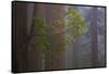 Redwood Forest-Lantern Press-Framed Stretched Canvas