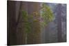 Redwood Forest-Lantern Press-Stretched Canvas