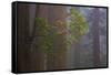 Redwood Forest-Lantern Press-Framed Stretched Canvas