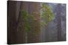 Redwood Forest-Lantern Press-Stretched Canvas