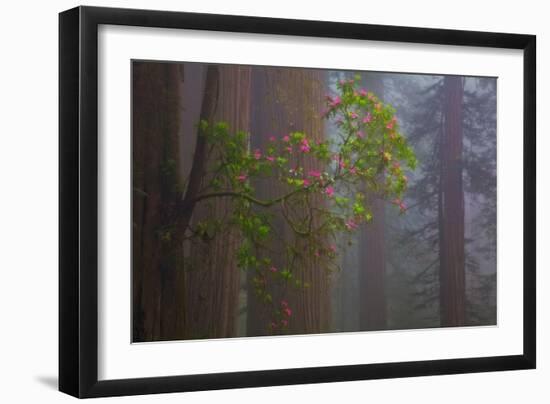 Redwood Forest-Lantern Press-Framed Art Print