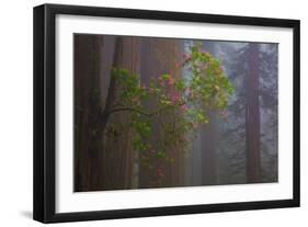 Redwood Forest-Lantern Press-Framed Art Print