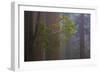 Redwood Forest-Lantern Press-Framed Art Print