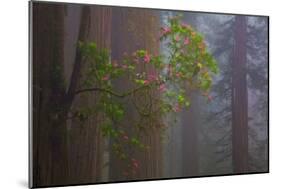 Redwood Forest-Lantern Press-Mounted Art Print