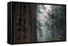 Redwood Grove Design, California Coast-Vincent James-Framed Stretched Canvas